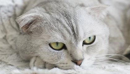 开云登录入口：一次登录，开启全域高效与安全未来